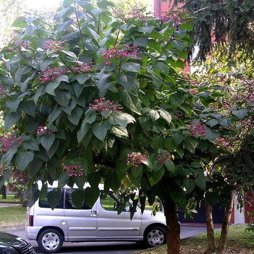 Pindakaasboom