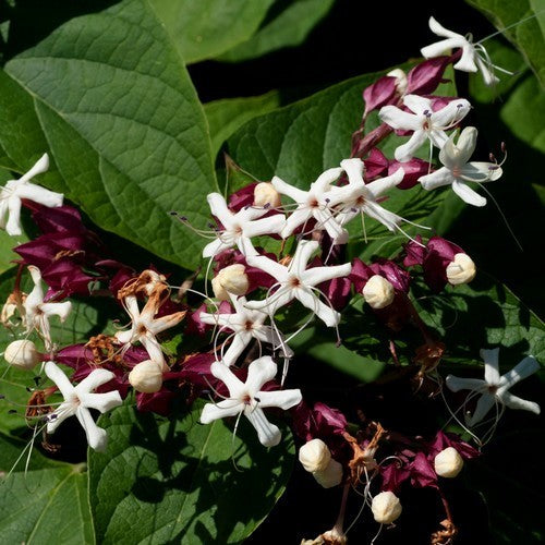 Pindakaasboom