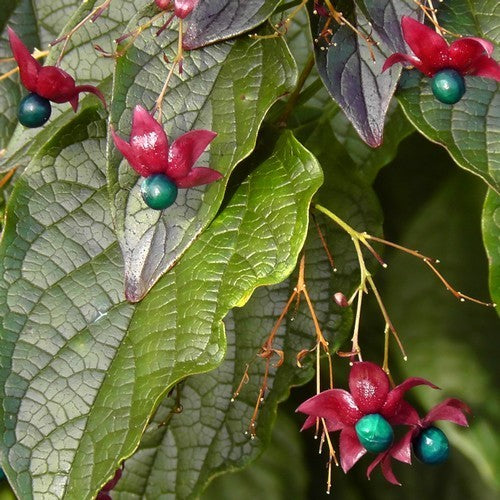 Pindakaasboom