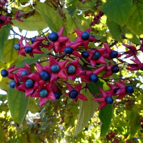 Pindakaasboom