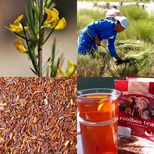 Rooibos