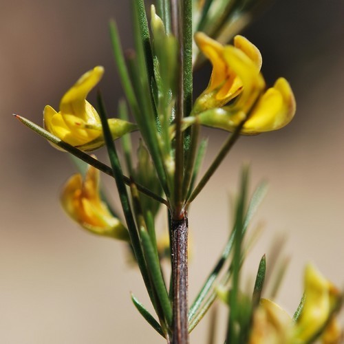 Rooibos