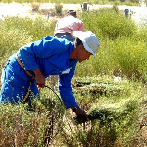 Rooibos