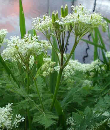 Sweet Cicely