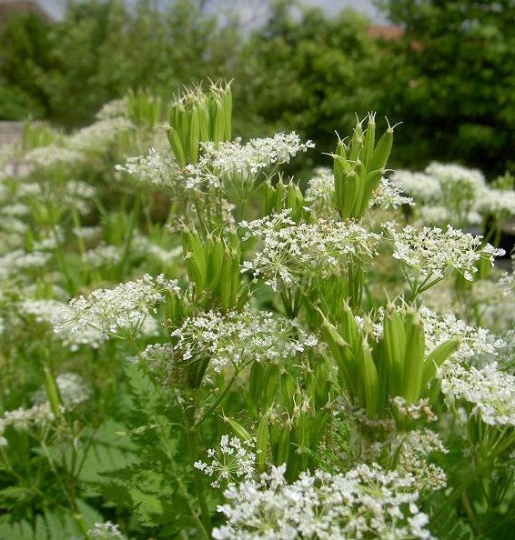 Sweet Cicely