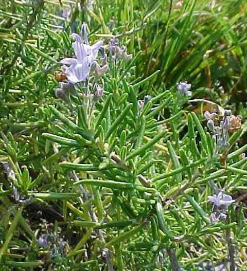 Rosemary 'Rosy'