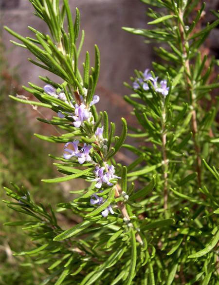 Rosemary 'Rosy'