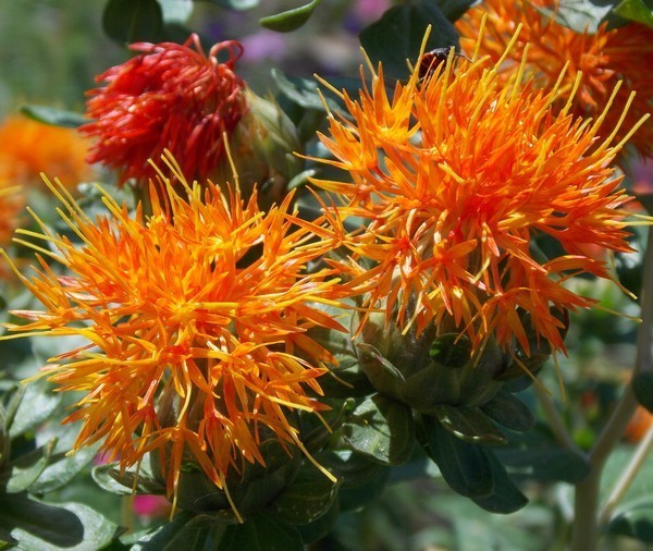 Saffloer 'Ara'