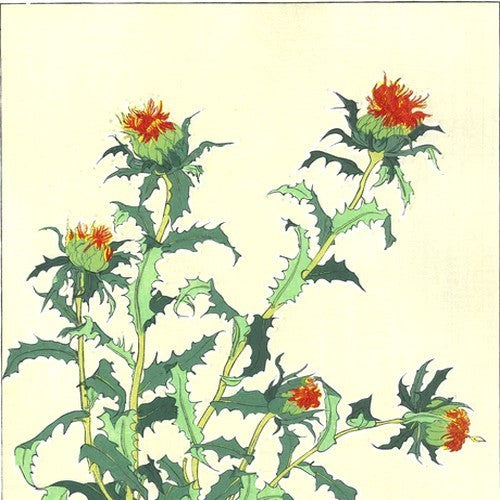 Safflower 'Ara'