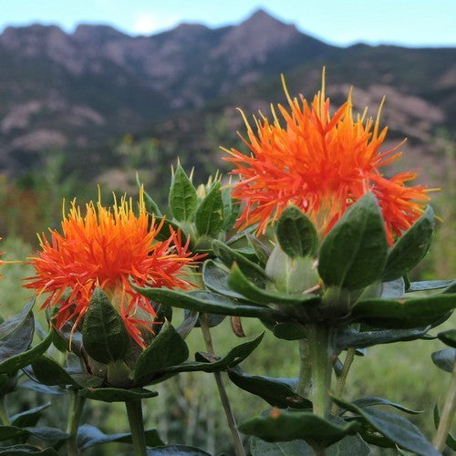 Safflower 'Ara'