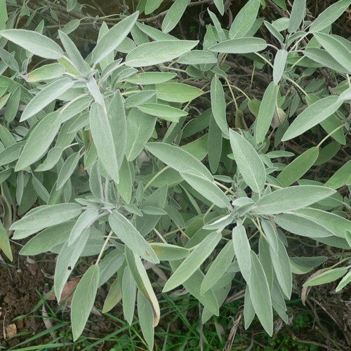 Sage