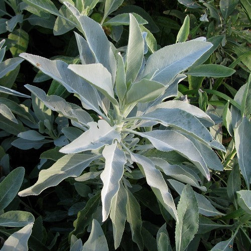 Salie, Witte Californische
