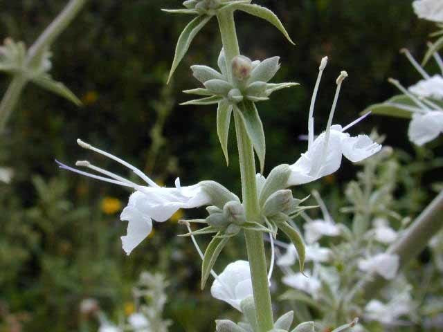 Salie, Witte Californische