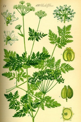 Scheerling, Gevlekte