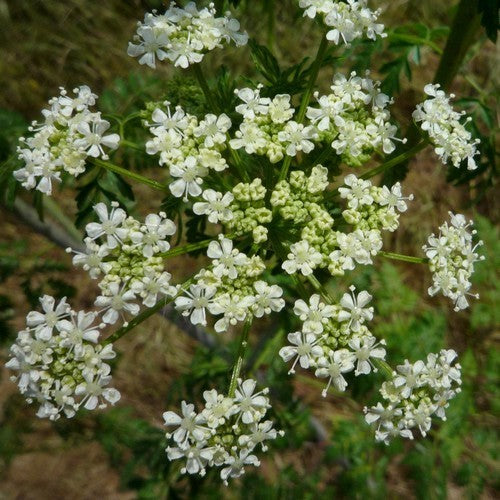 Scheerling, Gevlekte