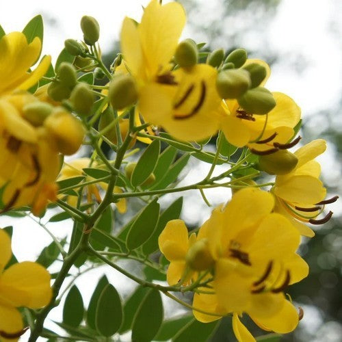 Senna Thee