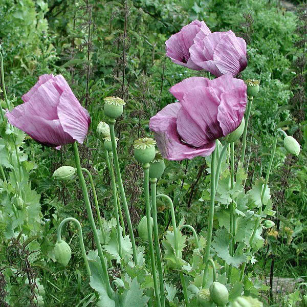 Opium poppy