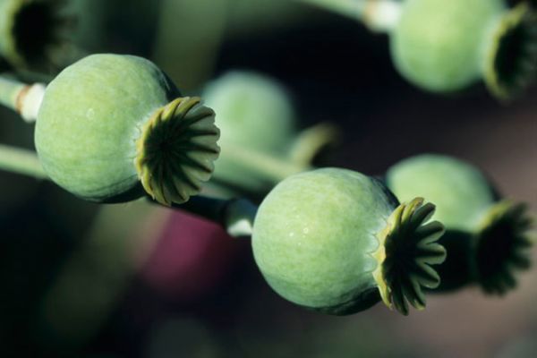 Opium poppy
