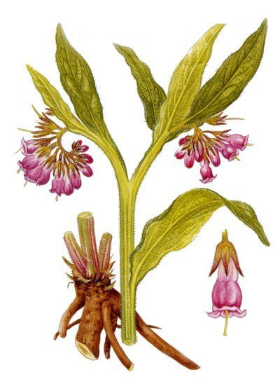 Comfrey