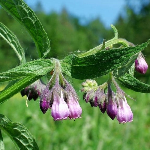 Comfrey