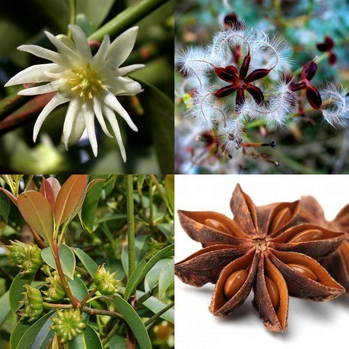 Star anise