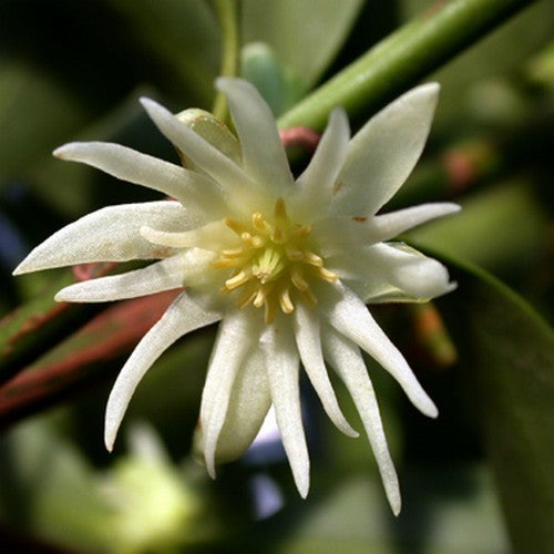 Star anise