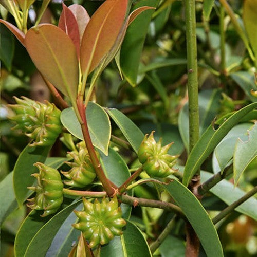 Star anise