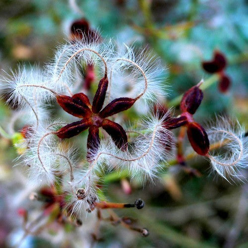Star anise