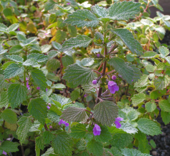 Black Horehound