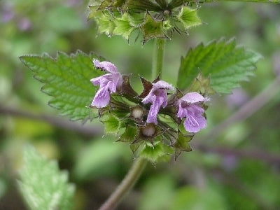 Black Horehound