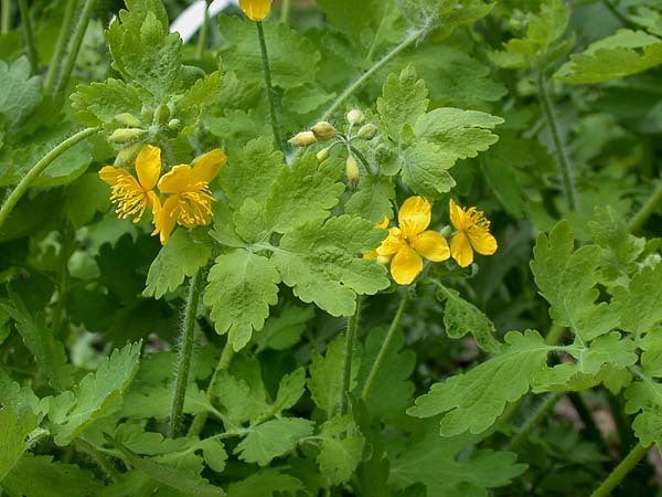 Greater Celandine
