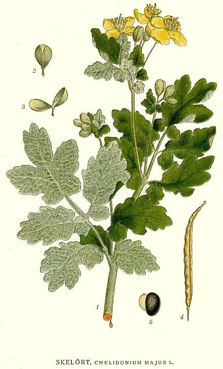 Greater Celandine