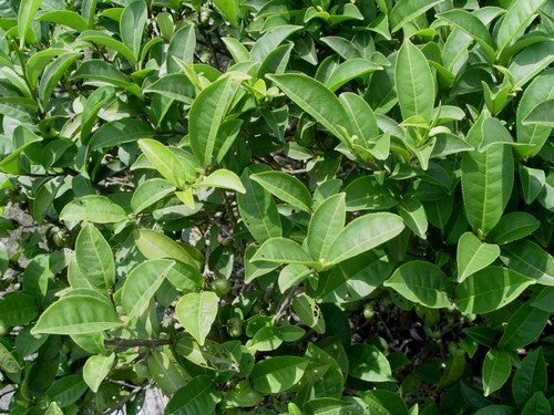 Theeplant