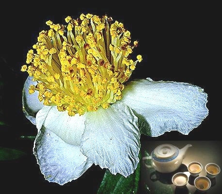 Theeplant