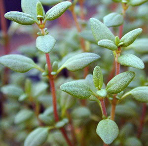 Thyme, True Winter 'Winter'