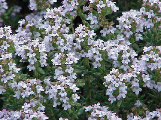 Thyme, True Winter 'Winter'