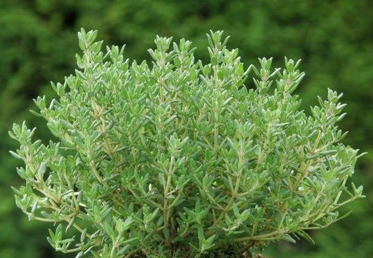 Thyme, True Winter 'German Winter'