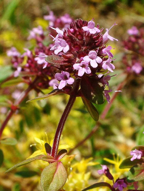 TIJM, GROTE OF CITROEN 'Orange Scented'