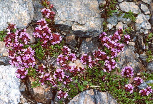 TIJM, GROTE OF CITROEN 'Orange Scented'