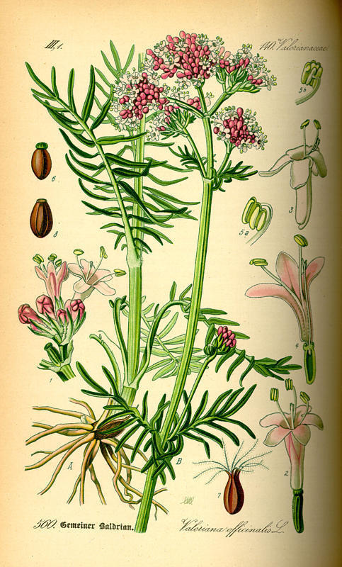 Valeriaan