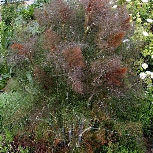 Venkel 'Smokey' / (Bronsbladig Type)