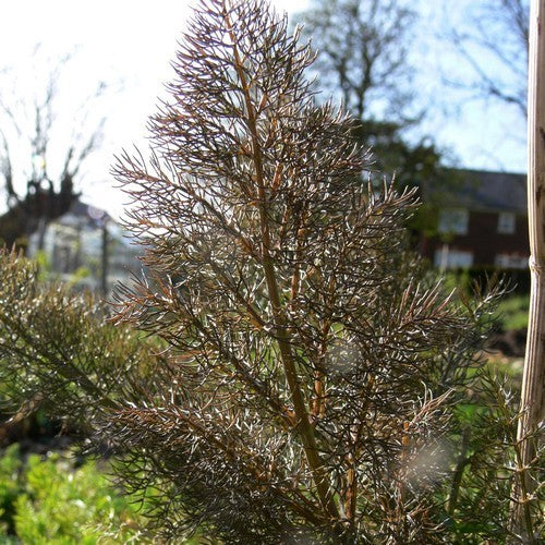 Venkel 'Smokey' / (Bronsbladig Type)