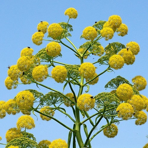 Reuzenvenkel