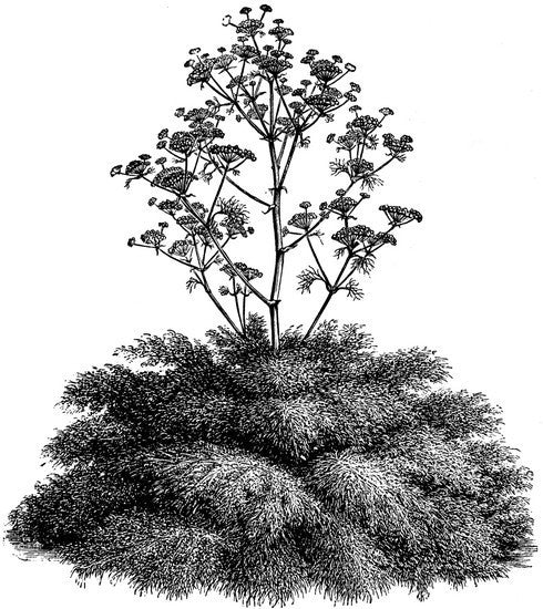 Reuzenvenkel