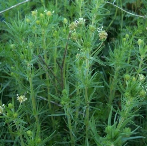 Psyllium 'Psillio'