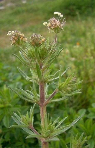 Psyllium 'Psillio'