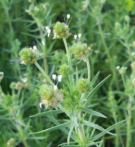 Psyllium 'Psillio'