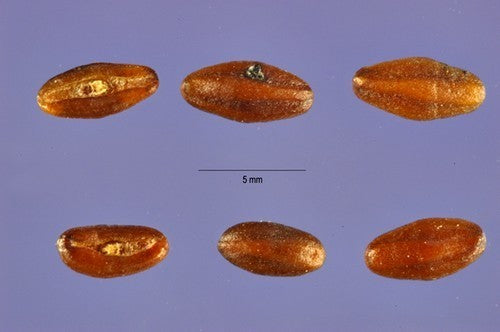 Psyllium 'Psillio'