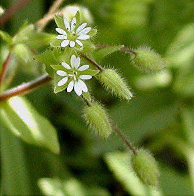 Chickweed