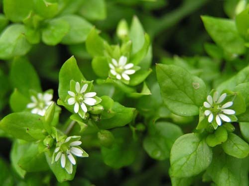 Chickweed